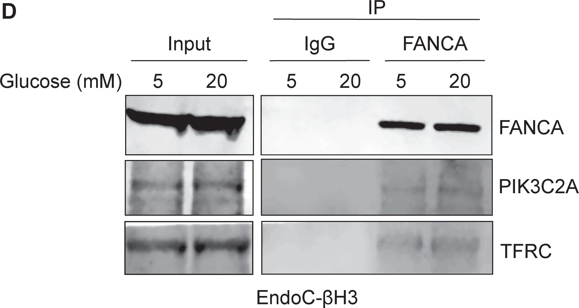 Fig.4.D showing Western Blotting in a Homo sapiens (Human) sample from the publication: Delineating the role of FANCA in glucose-stimulated insulin secretion in β cells through its protein interactome.