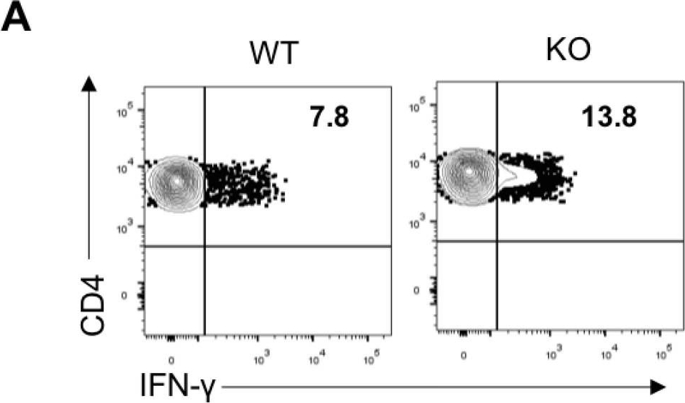 Fig.3.A showing Flow cytometry/Cell sorting in a Mus musculus (House mouse) sample from the publication: Deficiency of IL-27 Signaling Exacerbates Experimental Autoimmune Uveitis with Elevated Uveitogenic Th1 and Th17 Responses.