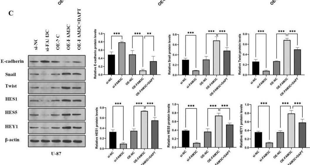 Fig.4.C showing Western Blotting from the publication: FAM3C Regulates Glioma Cell Proliferation, Invasion, Apoptosis, and Epithelial Mesenchymal Transition via the Notch Pathway.