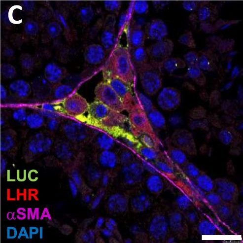 Fig.6.C showing Immunohistochemistry-immunofluorescence in a Mus musculus (House mouse) sample from the publication: A Tri-fusion Reporter Mouse Reveals Tissue-Specific FGF1B Promoter Activity in vivo.