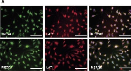 Fig.2.A showing Immunocytochemistry-immunofluorescence in a Homo sapiens (Human) sample from the publication: Activation of Piezo1 and TRPV4 channels contributes to hCMEC/D3 cell mechano-sensing.