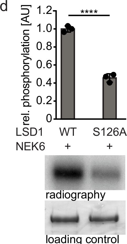 Fig.2.D showing Western Blotting from the publication: The kinase NEK6 positively regulates LSD1 activity and accumulation in local chromatin sub-compartments.