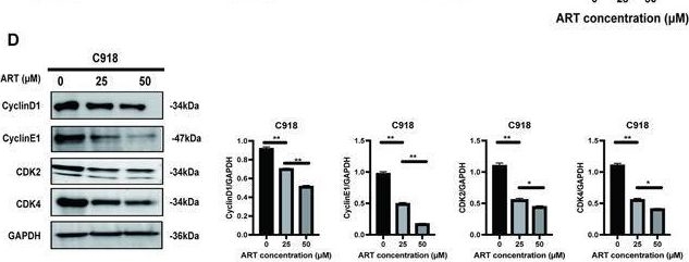 Fig.5.D showing Western Blotting from the publication: Integrating network pharmacology, molecular docking and experimental verification to reveal the mechanism of artesunate in inhibiting choroidal melanoma.