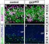 Fig.2.G showing Immunohistochemistry in a Mus musculus (House mouse) sample from the publication: Gli3 controls the onset of cortical neurogenesis by regulating the radial glial cell cycle through Cdk6 expression.