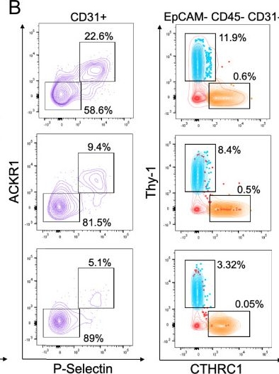 Fig.4.B showing Flow cytometry/Cell sorting from the publication: Lung injury-induced activated endothelial cell states persist in aging-associated progressive fibrosis.