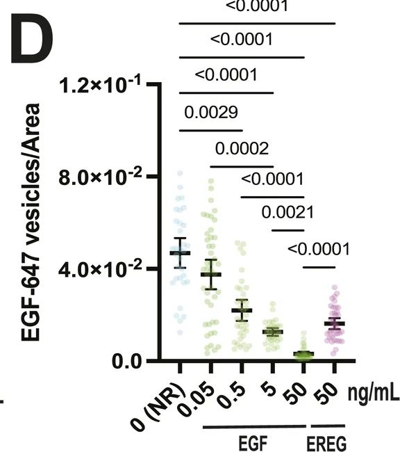 Fig.5.D from the publication: Proliferation and differentiation in intestinal organoids are balanced by ligand-modulated EGFR trafficking.