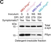 Fig.6.C showing Western Blotting from the publication: α-Synuclein strain propagation is independent of cellular prion protein expression in a transgenic synucleinopathy mouse model.