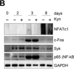 Fig.6.B showing Western Blotting from the publication: Inhibition of Human Osteoclast Differentiation by Kynurenine through the Aryl-Hydrocarbon Receptor Pathway.