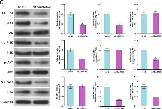 Fig.9.C showing Western Blotting from the publication: ADAMTS2 drives prostate cancer progression by activating FAK/PI3K/AKT signaling and suppressing ferroptosis via COL1A1.