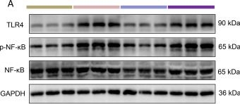 TLR4 antibodies - Antibody search engine - CiteAb