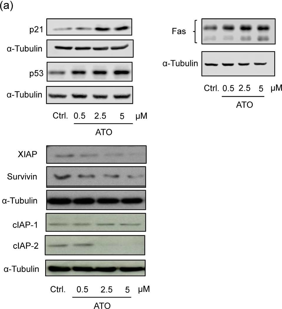 Fig.5.A showing Western Blotting in a Homo sapiens (Human) sample from the publication: Arsenic Trioxide Decreases Lymphangiogenesis by Inducing Apoptotic Pathways and Inhibition of Important Endothelial Cell Receptors.