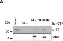 Fig.6.A showing Western Blotting from the publication: DnaJB6 is a RanGTP-regulated protein required for microtubule organization during mitosis.