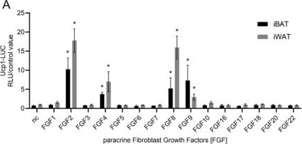 Fig.1.A from the publication: Preadipocyte Uncoupling Protein 1 Expression Invoked by Fibroblast Growth Factors Imprints on Post-Differentiation White and Brown Adipocyte Phenotype.
