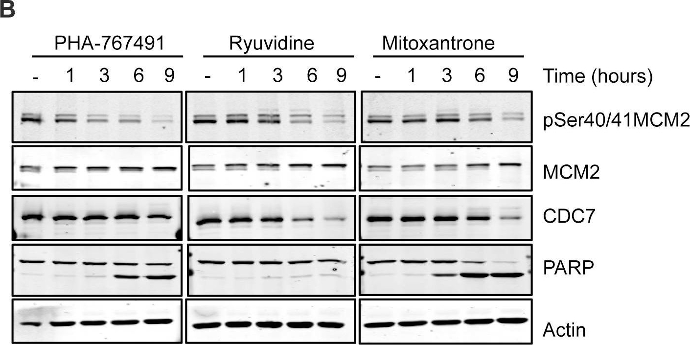Fig.4.B showing Western Blotting in a Homo sapiens (Human) sample from the publication: A high through-put screen for small molecules modulating MCM2 phosphorylation identifies Ryuvidine as an inducer of the DNA damage response.