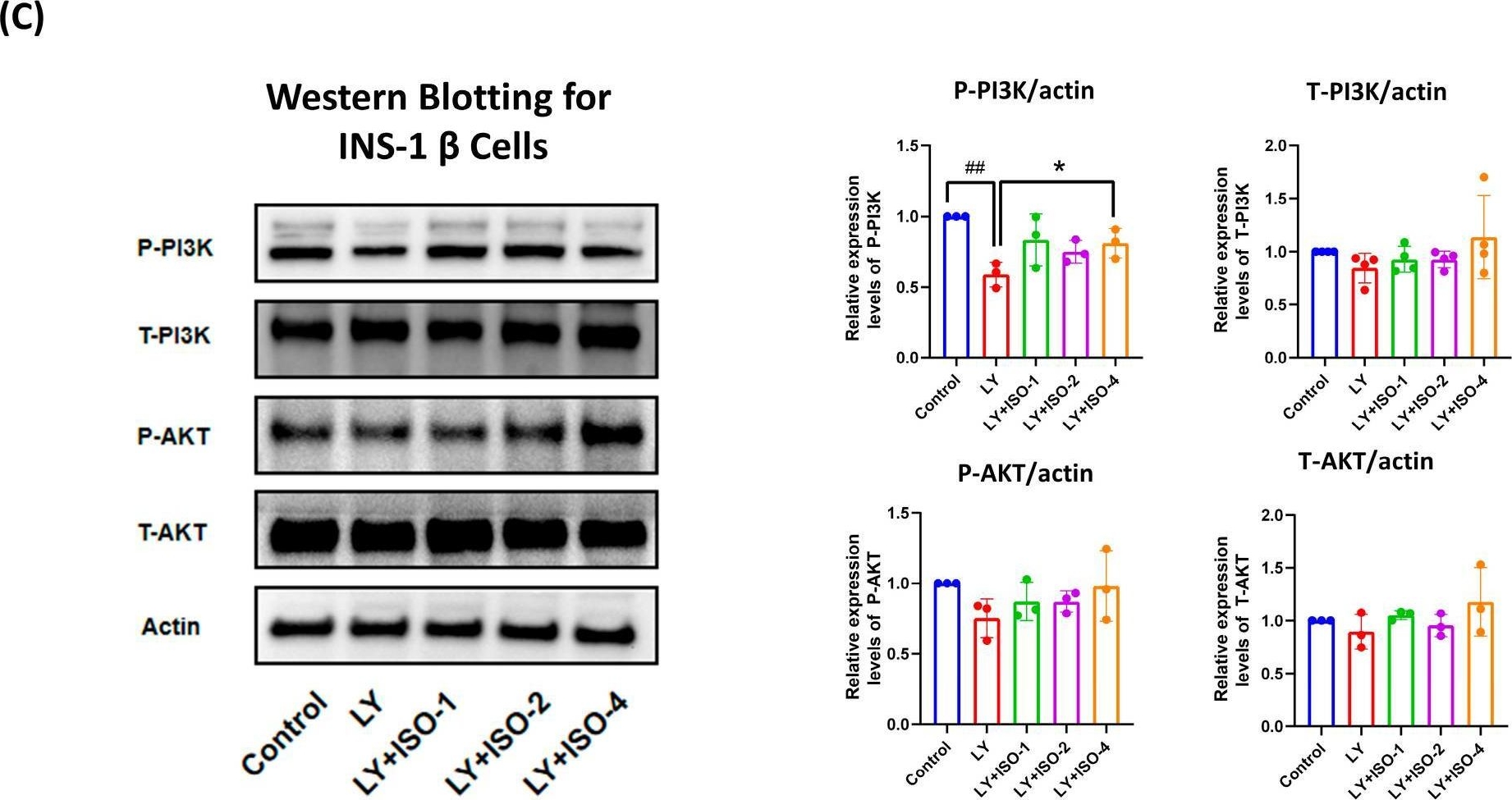 Fig.5.C showing Western Blotting from the publication: Isorhamnetin Exhibits Hypoglycemic Activity and Targets PI3K/AKT and COX-2 Pathways in Type 1 Diabetes.
