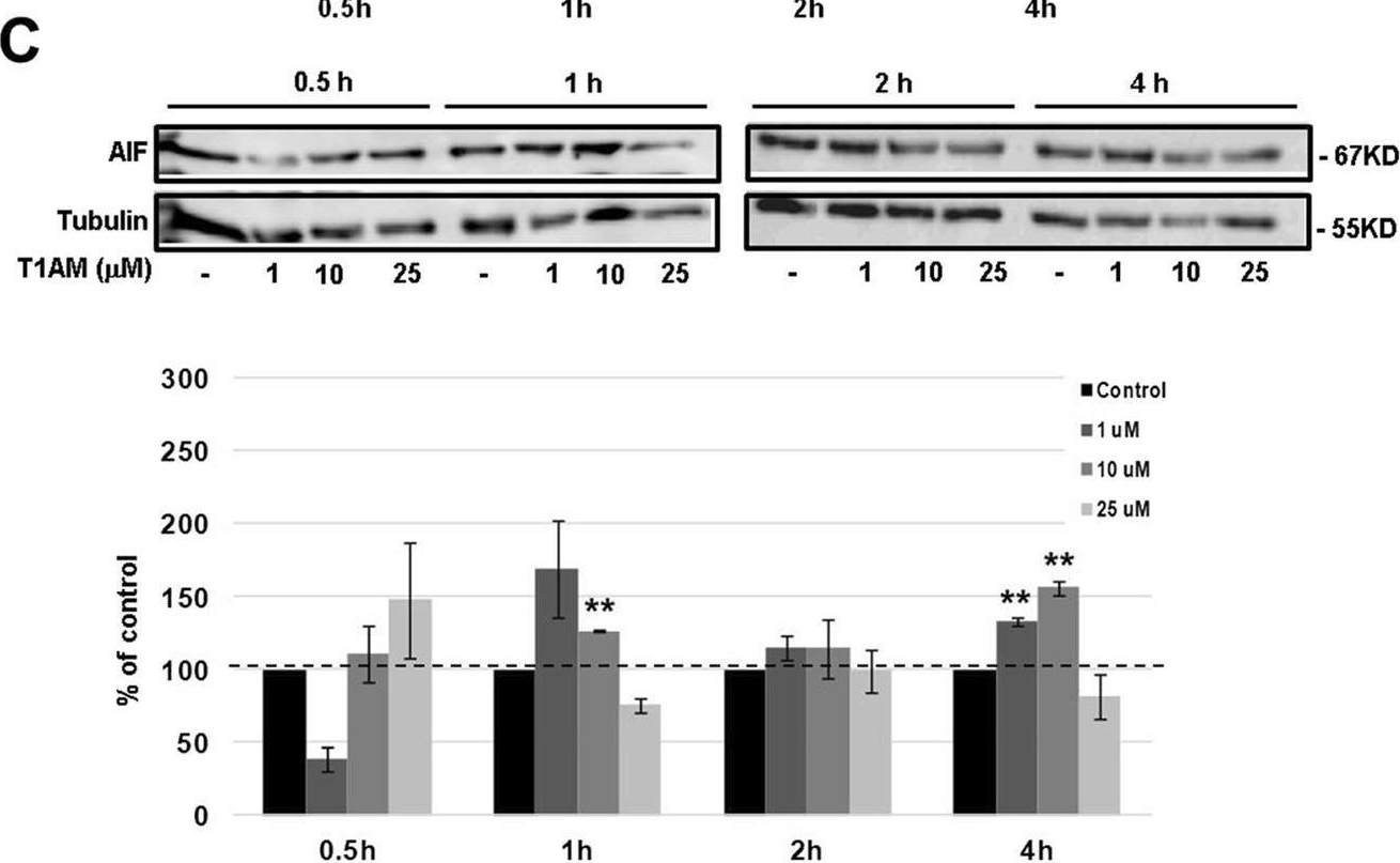 Fig.6.C showing Western Blotting from the publication: Thyroid hormones derivatives reduce proliferation and induce cell death and DNA damage in ovarian cancer.