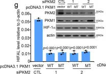 Fig.5.G showing Western Blotting in a Homo sapiens (Human) sample from the publication: The HIF-1α antisense long non-coding RNA drives a positive feedback loop of HIF-1α mediated transactivation and glycolysis.