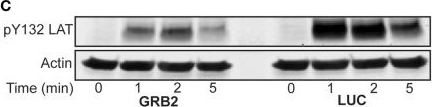 Fig.5.C showing Western Blotting in a Homo sapiens (Human) sample from the publication: GRB2 Nucleates T Cell Receptor-Mediated LAT Clusters That Control PLC-γ1 Activation and Cytokine Production.