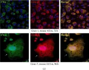 Fig.6.C showing Immunocytochemistry-immunofluorescence in a Mus musculus (House mouse) sample from the publication: Differences between Mycobacterium-Host Cell Relationships in Latent Tuberculous Infection of Mice Ex Vivo and Mycobacterial Infection of Mouse Cells In Vitro.
