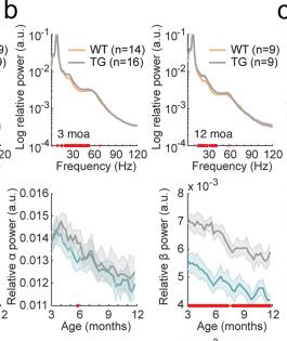 Fig.3.B from the publication: Neurophysiological alterations in mice and humans carrying mutations in APP and PSEN1 genes.