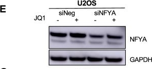 Fig.3.E showing Western Blotting from the publication: BRD2 upregulation as a pan-cancer adaptive resistance mechanism to BET inhibition.