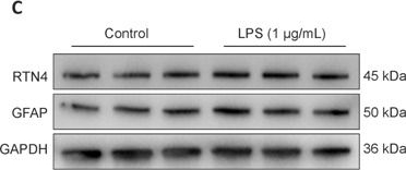 Fig.6.C showing Western Blotting from the publication: Integrated multi-omics analysis identifies potential therapeutic targets for Alzheimer's disease.