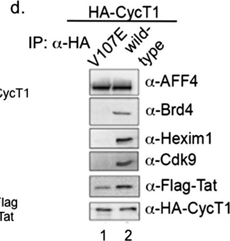 Fig.3.D showing Western Blotting in a Homo sapiens (Human) sample from the publication: A single point mutation in cyclin T1 eliminates binding to Hexim1, Cdk9 and RNA but not to AFF4 and enforces repression of HIV transcription.