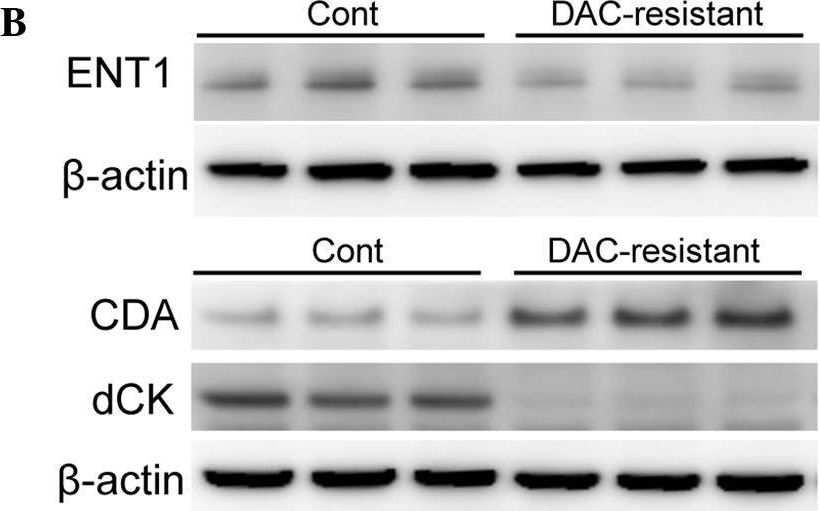 Fig.2.B showing Western Blotting in a Homo sapiens (Human) sample from the publication: Acquired resistance to decitabine and cross-resistance to gemcitabine during the long-term treatment of human HCT116 colorectal cancer cells with decitabine.