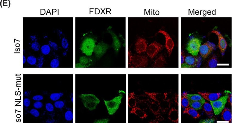 Fig.2.E showing Immunocytochemistry-immunofluorescence in a Homo sapiens (Human) sample from the publication: Nuclear translocation of mitochondrial ferredoxin reductase is regulated by AKT-mediated phosphorylation.