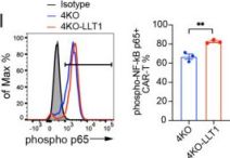 Phospho-NF-κB p65 (Ser536) (93H1) Rabbit mAb (PE) | Cell Signaling