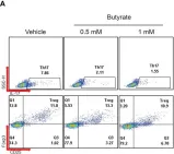Fig.4.A showing Flow cytometry/Cell sorting in a Mus musculus (House mouse) sample from the publication: Identification of gut dysbiosis in axial spondyloarthritis patients and improvement of experimental ankylosing spondyloarthritis by microbiome-derived butyrate with immune-modulating function.