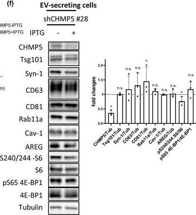 Fig.6.F showing Western Blotting from the publication: Accessory ESCRT-III proteins are conserved and selective regulators of Rab11a-exosome formation.