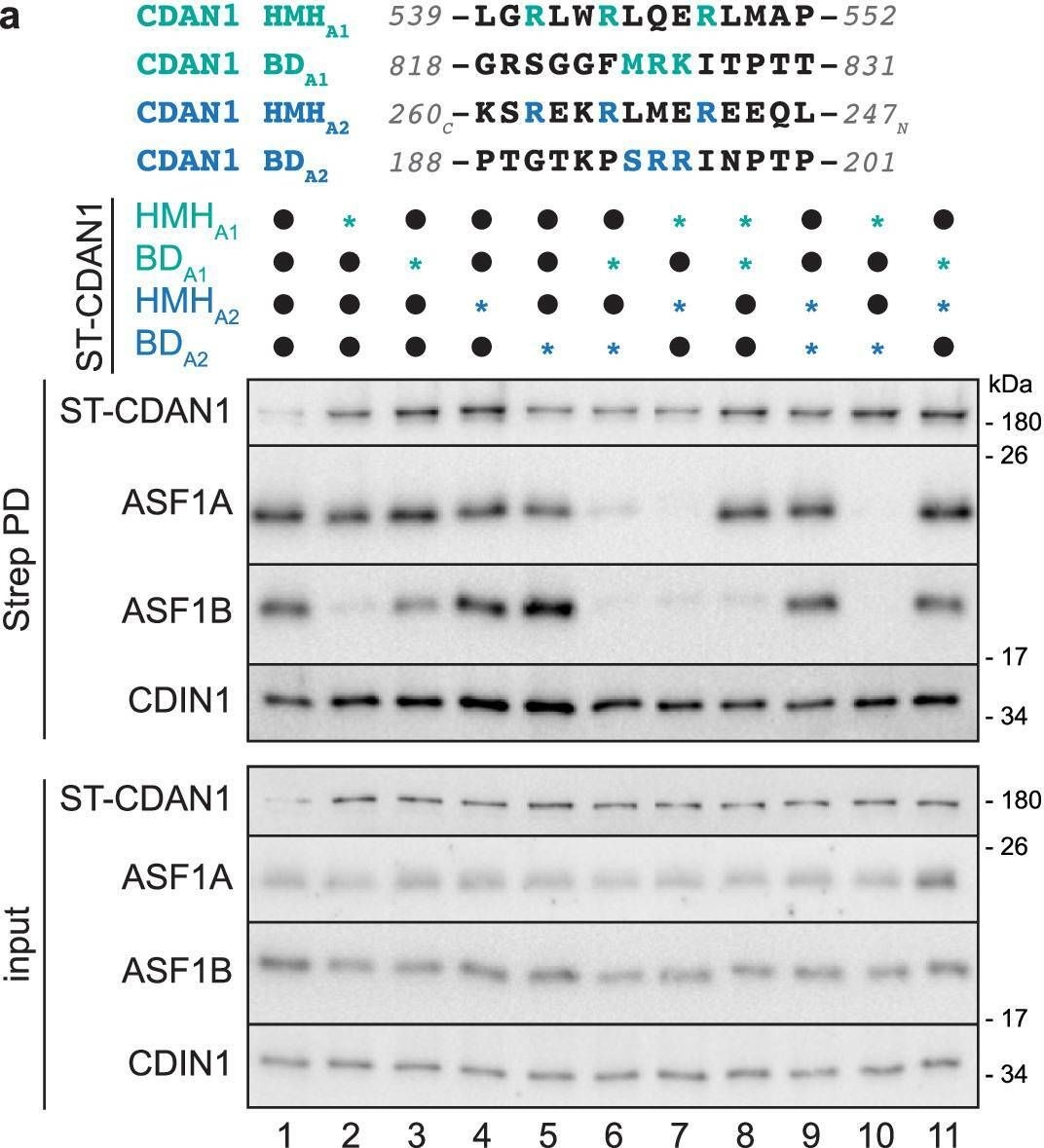 Fig.5.A showing Western Blotting in a Homo sapiens (Human) sample from the publication: Mechanism of ASF1 engagement by CDAN1.