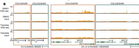 Fig.2.G from the publication: Enhancing transcription-replication conflict targets ecDNA-positive cancers.