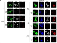 Fig.7.A showing Immunocytochemistry-immunofluorescence from the publication: A Crucial Role for the Small GTPase Rac1 Downstream of the Protein Kinase Akt2 in Insulin Signaling that Regulates Glucose Uptake in Mouse Adipocytes.