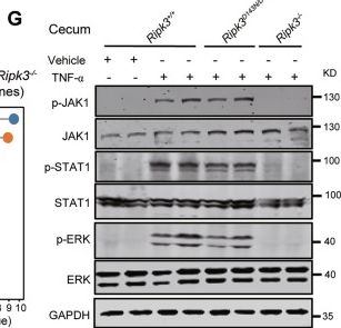 Fig.4.G showing Western Blotting in a Mus musculus (House mouse) sample from the publication: A viable kinase-inactive RIPK3 D143N mouse model reveals its scaffold function in driving TNF-induced inflammatory disorder.