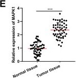 Fig.6.E from the publication: LINC00511 promotes cervical cancer progression by regulating the miR-497-5p/MAPK1 axis.