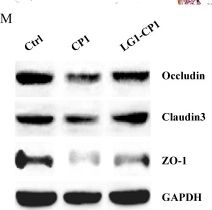 Fig.3.M showing Western Blotting from the publication: Gut Lactococcus garvieae promotes protective immunity to foodborne Clostridium perfringens infection.