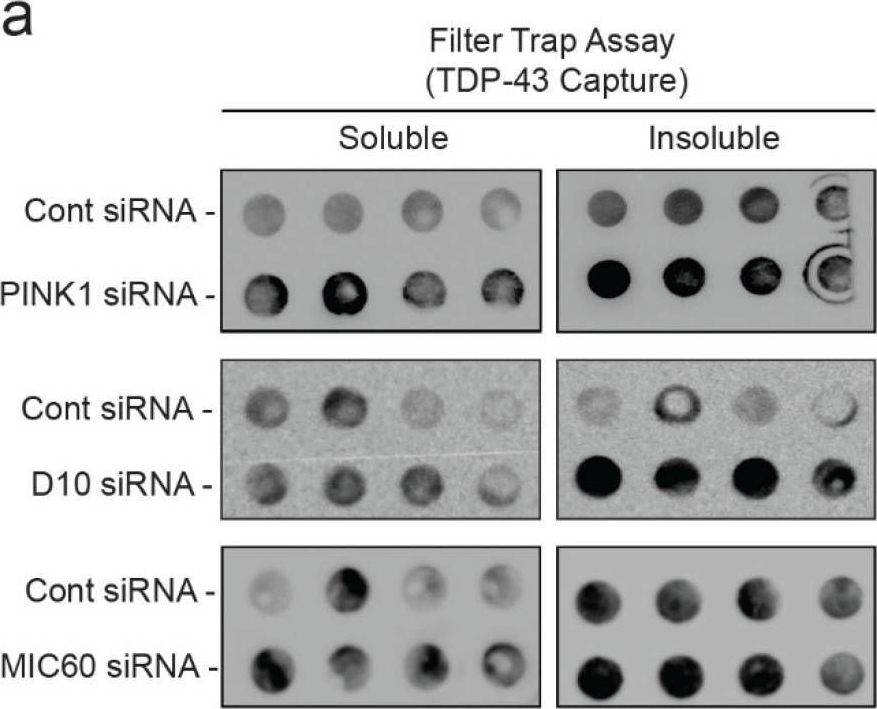 Fig.7.A showing Western Blotting from the publication: Disruption of Mitophagy Flux through the PARL-PINK1 Pathway by CHCHD10 Mutations or CHCHD10 Depletion.