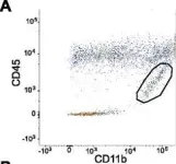 Fig.3.A showing Flow cytometry/Cell sorting in a Mus musculus (House mouse) sample from the publication: Arginase 1+ microglia reduce Aβ plaque deposition during IL-1β-dependent neuroinflammation.