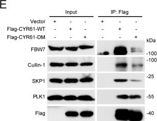 Fig.6.E showing Western Blotting in a Homo sapiens (Human) sample from the publication: CYR61 Acts as an Intracellular Microtubule-Associated Protein and Coordinates Mitotic Progression via PLK1-FBW7 Pathway.