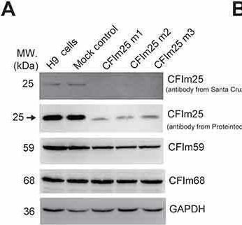 Fig.1.A showing Western Blotting from the publication: CFIm25 regulates human stem cell function independently of its role in mRNA alternative polyadenylation.