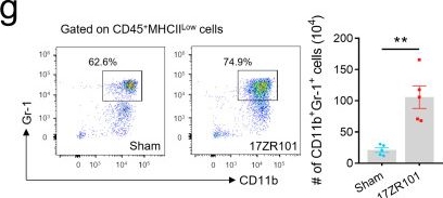 Fig.2.G showing Flow cytometry/Cell sorting in a Mus musculus (House mouse) sample from the publication: Myeloid-derived suppressor cell inhibits T-cell-based defense against Klebsiella pneumoniae infection via IDO1 production.