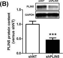 Perilipin 5 fine-tunes lipid oxidation to metabolic demand and protects against lipotoxicity in skeletal muscle.