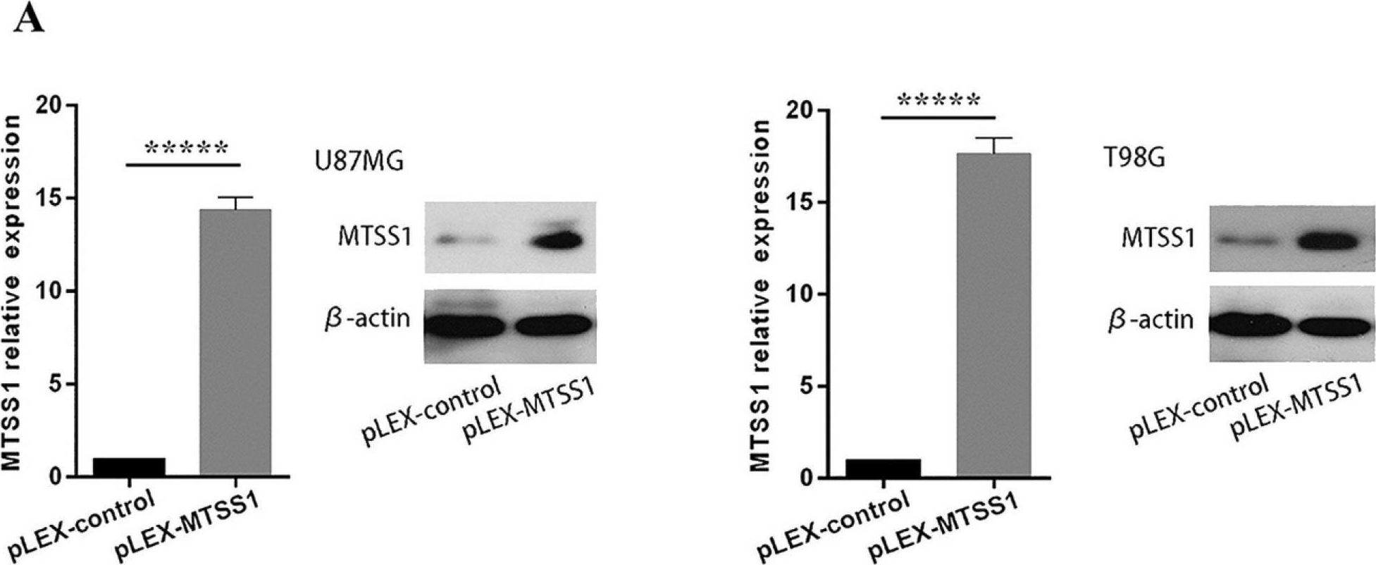 Fig.2.A showing Western Blotting from the publication: miRNA-182 regulated MTSS1 inhibits proliferation and invasion in Glioma Cells.