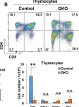 Fig.3.B showing Flow cytometry/Cell sorting from the publication: A novel CBL-Bflox/flox mouse model allows tissue-selective fully conditional CBL/CBL-B double-knockout: CD4-Cre mediated CBL/CBL-B deletion occurs in both T-cells and hematopoietic stem cells.