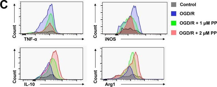 Fig.4.C showing Flow cytometry/Cell sorting in a Mus musculus (House mouse) sample from the publication: Polyphyllin I alleviates neuroinflammation after cerebral ischemia-reperfusion injury via facilitating autophagy-mediated M2 microglial polarization.