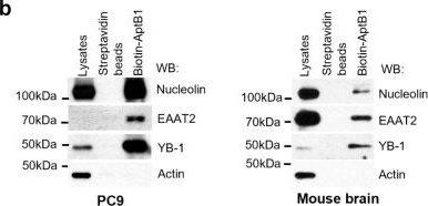 Fig.6.B showing Western Blotting from the publication: AptBCis1, An Aptamer-Cisplatin Conjugate, Is Effective in Lung Cancer Leptomeningeal Carcinomatosis.