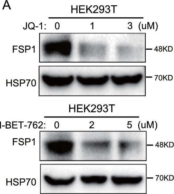 Fig.7.A showing Western Blotting from the publication: BRD4 inhibitors broadly promote erastin-induced ferroptosis in different cell lines by targeting ROS and FSP1.