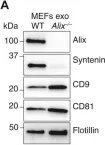 Fig.4.A showing Western Blotting in a Mus musculus (House mouse) sample from the publication: Distinct functions of dimeric and monomeric scaffold protein Alix in regulating F-actin assembly and loading of exosomal cargo.